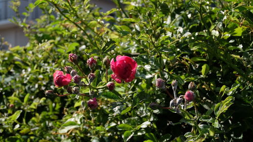 Close-up of pink flowers