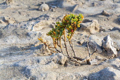 Close-up of plant growing on sand