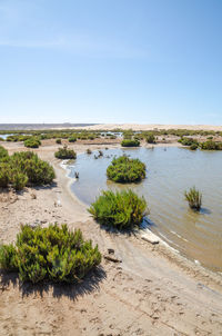 Scenic view of beach against clear sky