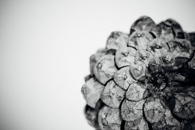 Close-up of pine cone on white background