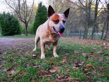 Dog standing in field