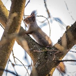 Low angle view of squirrel on tree