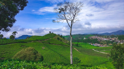 A tree in the middle of a tea plantation