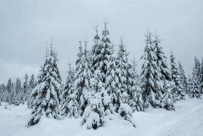 Snow covered trees on field against sky during winter