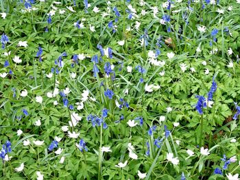 Purple flowers blooming outdoors