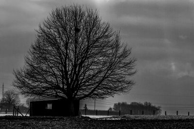 Bare tree against sky