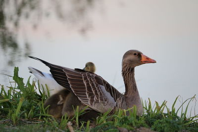 View of birds on grass