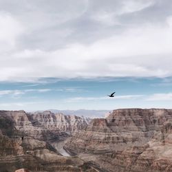 View of bird flying over rocks