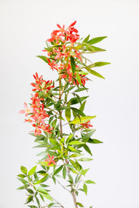 Close-up of plant against white background