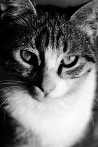 Close-up portrait of cat