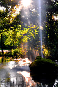 Trees by waterfall against sky