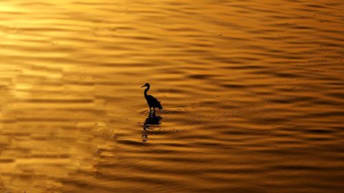 Bird swimming in lake