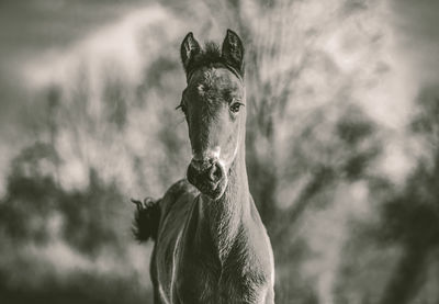 Close-up of a horse