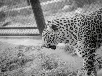 animal