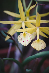 Close-up of flowers