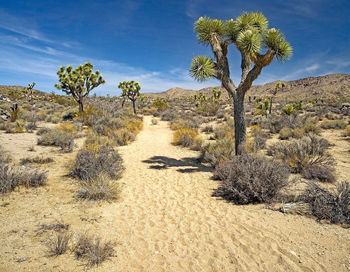 Trees and bushes on sand at desert against sky