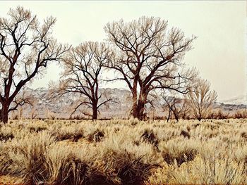 Bare trees on field against sky