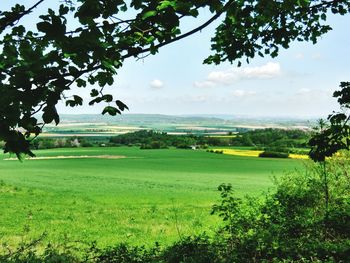 Scenic view of agricultural field against sky