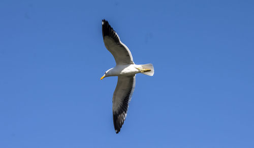 Low angle view of pelican flying against clear blue sky