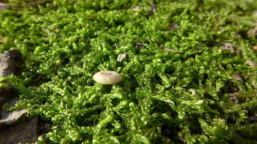 Close-up of plant