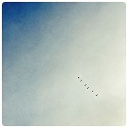 Birds flying in sky