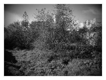 Full frame shot of lizard against sky