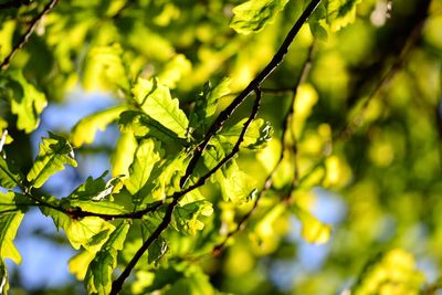 Close-up of leaves on tree