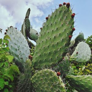 Cactus perching on tree trunk against sky