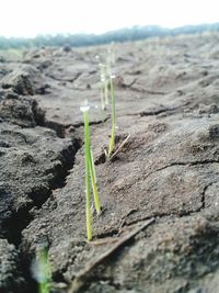 Close-up of young plant growing outdoors