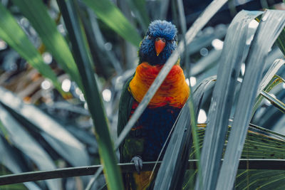 Close-up of parrot perching on plant