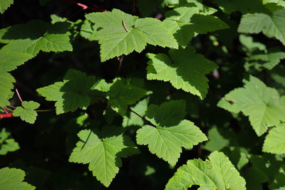 Full frame shot of leaves