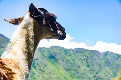 Close-up of a horse against the sky