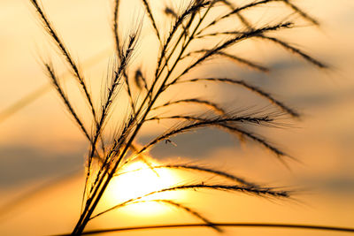 Close-up of stalks against sunset