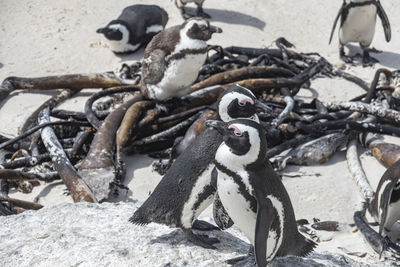 High angle view of penguins on snow covered land