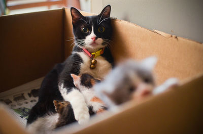 Portrait of cat in cardboard box