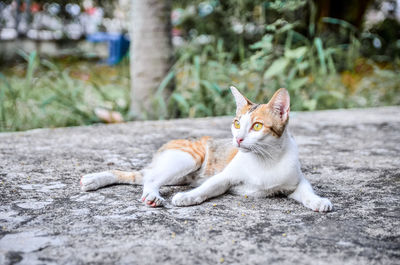 Cat looking away on footpath