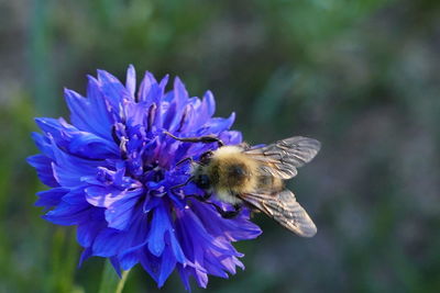 Close-up of bee pollinating on purple flower