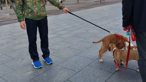 Men with dogs on street