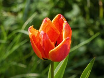 Close-up of red tulip