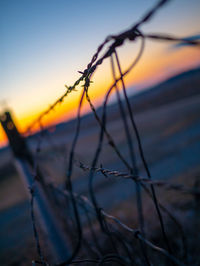 Close-up of silhouette plant on land against sky during sunset