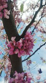 Close-up of pink flowers blooming on tree