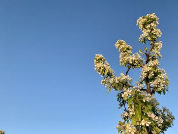 Low angle view of cherry blossom against clear blue sky