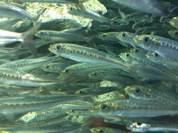 Close-up of fish swimming in sea