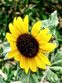 Close-up of sunflower