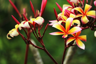 Close-up of flowering plant