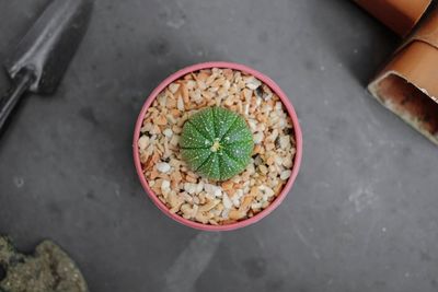 High angle view of potted plant