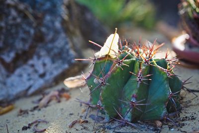 Close-up of succulent plant on field