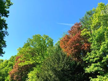 Low angle view of trees against blue sky