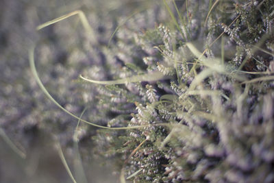 Close-up of caterpillar on plant