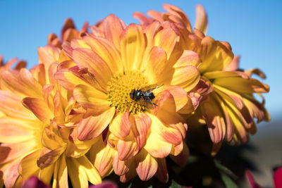 Close-up of bee pollinating on pink flower